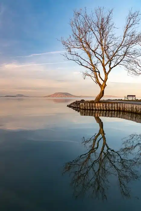 A bare tree reflected in the still waters of Lake Balaton in Hungary at golden hour