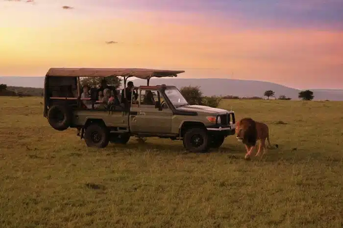 male lion walking past a game drive vehicle with tourists at sunset on the African savanna