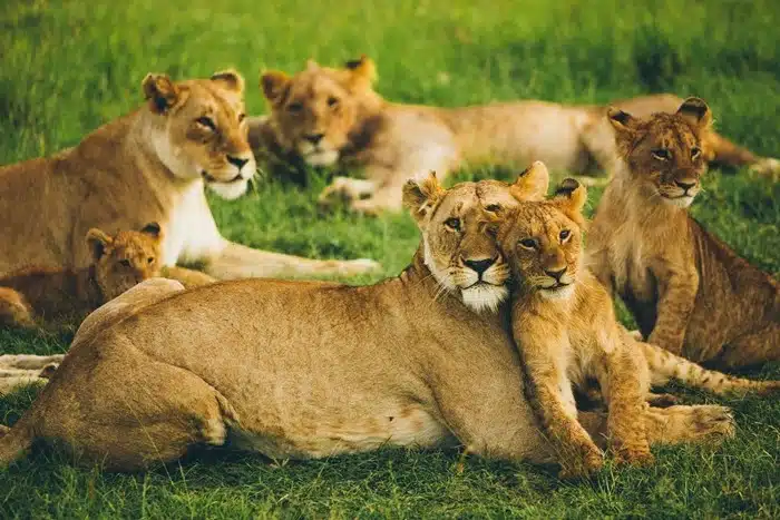 lion pride with cubs resting on green grass in Masai Mara, Kenya