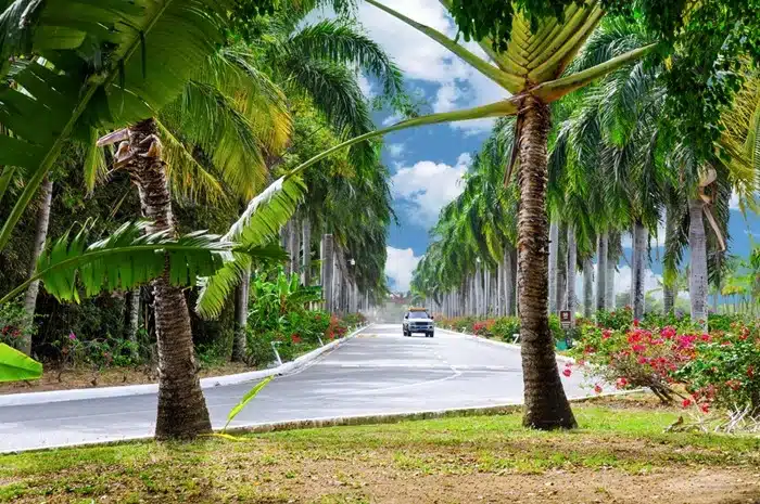 SUV car rental in Dominican Republic driving along a palm-lined paved road near the Ruta Panorámica