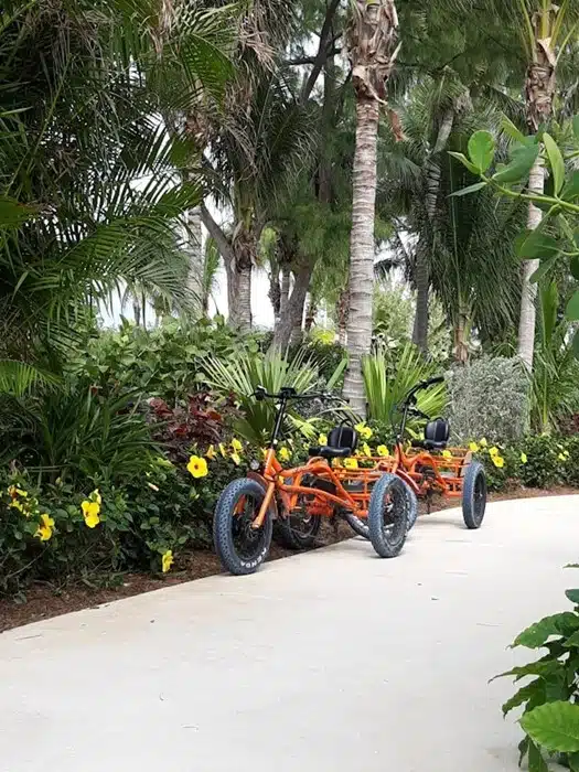 two orange tricycles parked on a paved path surrounded by tropical plants and yellow flowers