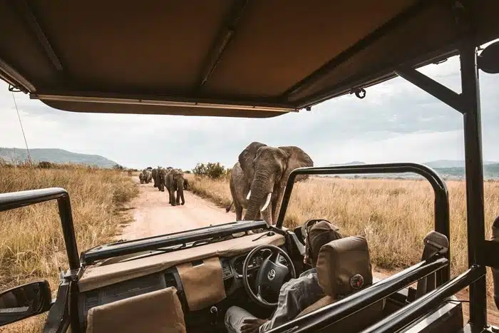 herd of elephants blocking a dirt track viewed from inside an open safari game drive vehicle in Africa