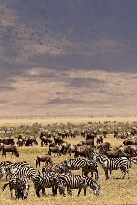 zebra and wildebeest grazing together on the vast open plains of the Ngorongoro Crater in Tanzania
