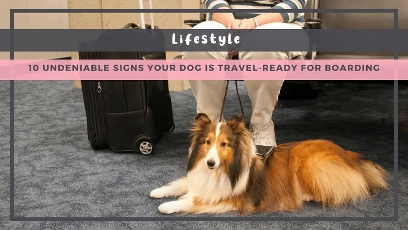 10 Undeniable Signs Your Dog Is Travel-Ready for Boarding