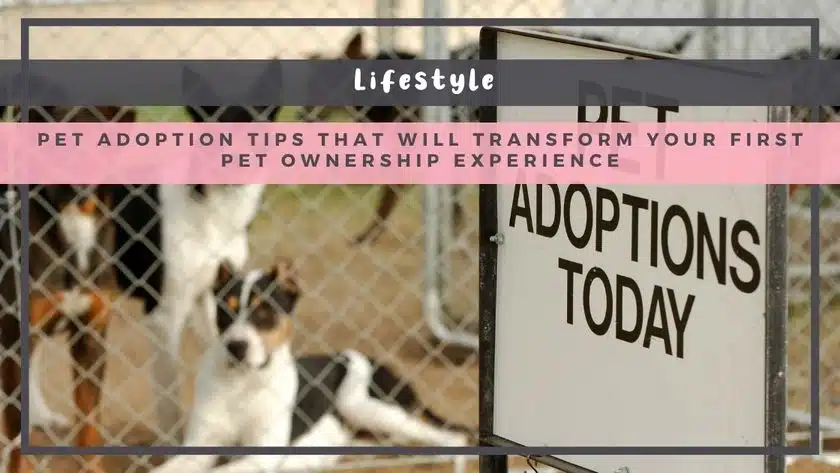 Pet Adoption Tips That Will Transform Your First Pet Ownership Experience