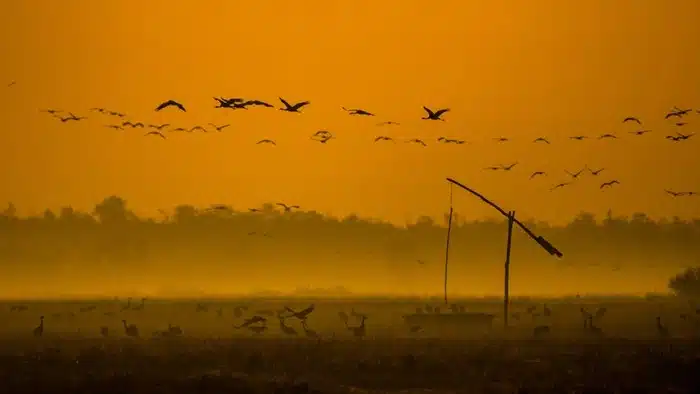 Common cranes flying over Hortobágy National Park at golden sunrise, Hungary