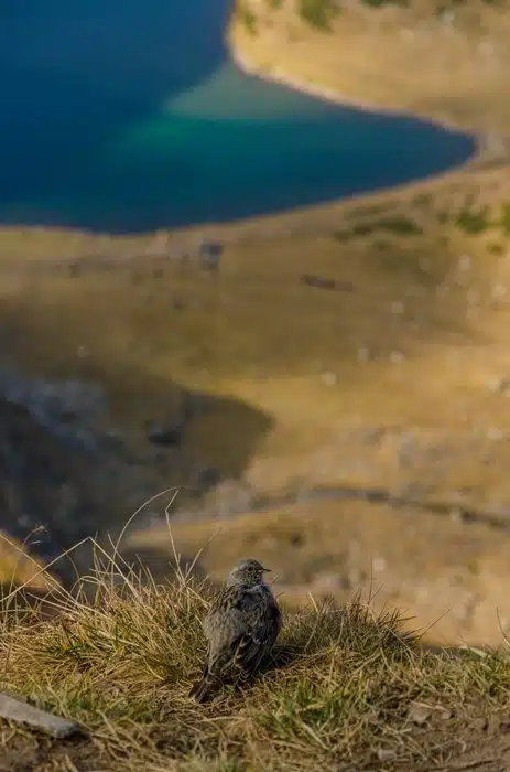 Alpine accentor perched on a grassy ridge above the Seven Rila Lakes in Bulgaria's Rila Mountains