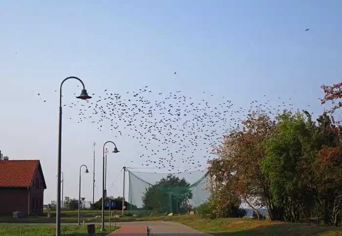 Massive flock of migrating birds filling the sky above Vente Cape ringing station in Lithuania