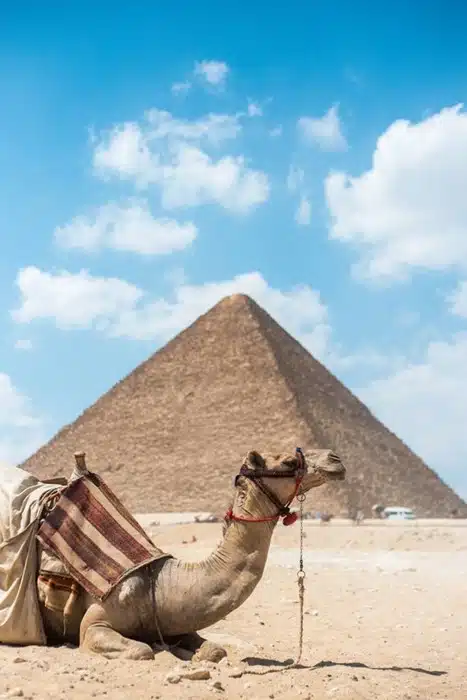 Egypt tour from usa highlight — a camel sitting in the desert with the Great Pyramid of Giza in the background
