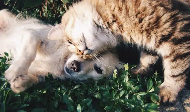 Pet adoption tips for first owners: cat and dog cuddling together in the grass