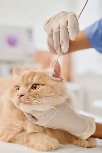 Vet cleaning a cat's ear with a cotton swab during a grooming checkup