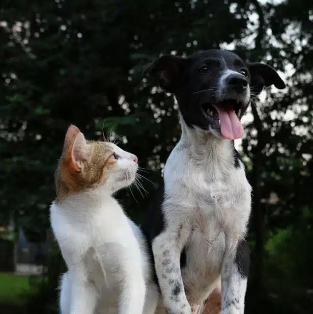 Cat and dog sitting side by side outdoors, both adoption candidates