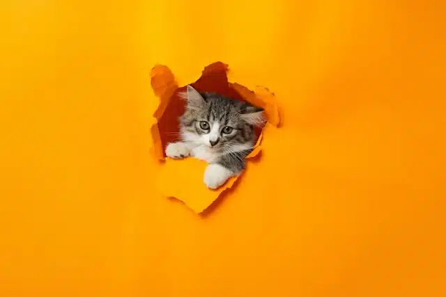 Curious kitten peeking through a torn orange paper background