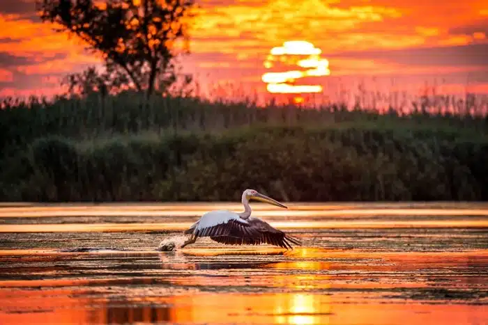 A great white pelican landing on the Danube Delta waterways at sunset in Romania