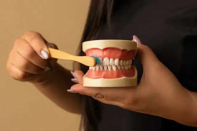 Person holding a model of teeth and brushing it with a wooden toothbrush to demonstrate proper dental care