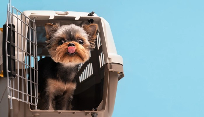 Yorkshire Terrier poking its head out of a pet carrier with tongue out against a blue background