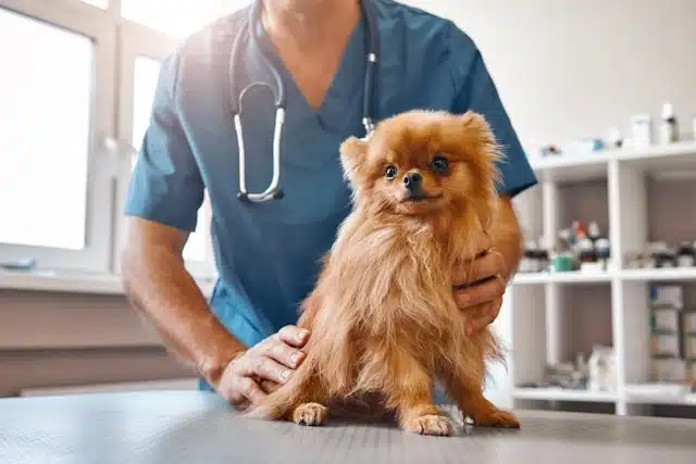 Pomeranian dog sitting on an exam table during a vet visit