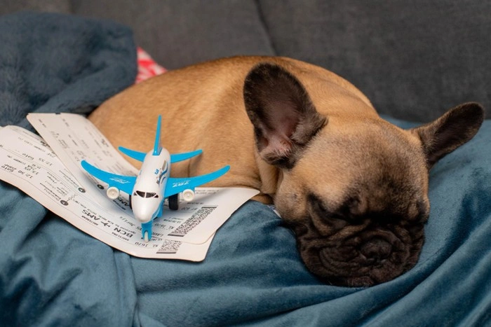 signs your dog is travel-ready — French Bulldog sleeping next to flight tickets and a toy airplane