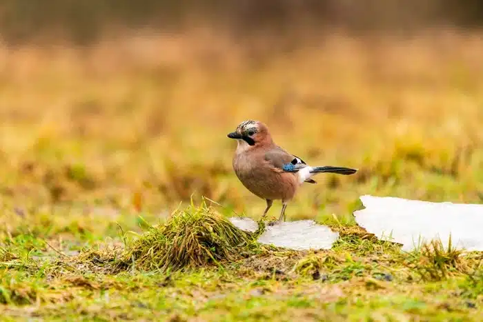 Eurasian jay perched on a mossy patch in Białowieża Forest, Poland in winter