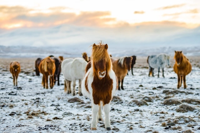 iceland horses