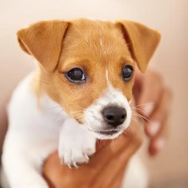 Person gently holding a Jack Russell puppy in their hands