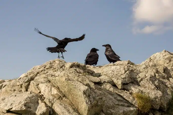 Ravens perched and landing on rocky outcrops in the Tatra Mountains, Slovakia