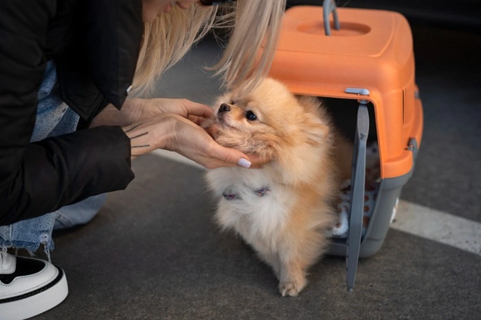 Pomeranian stepping out of an orange pet carrier while being gently handled by its owner