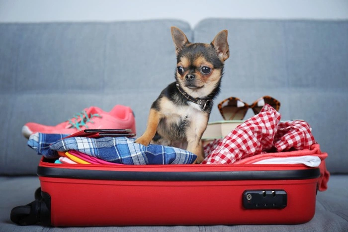 Chihuahua sitting inside an open red suitcase packed with clothes and travel accessories