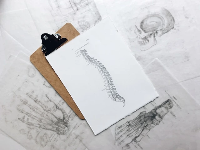 spine illustration