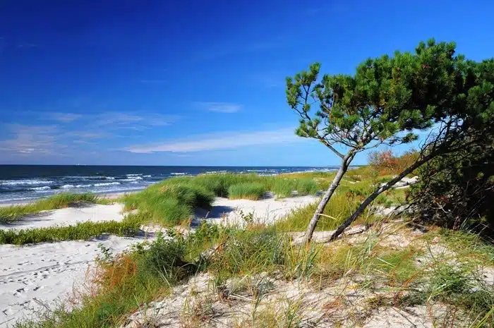 Sandy dunes and pine trees along the Baltic Sea coastline near the Curonian Spit, Lithuania