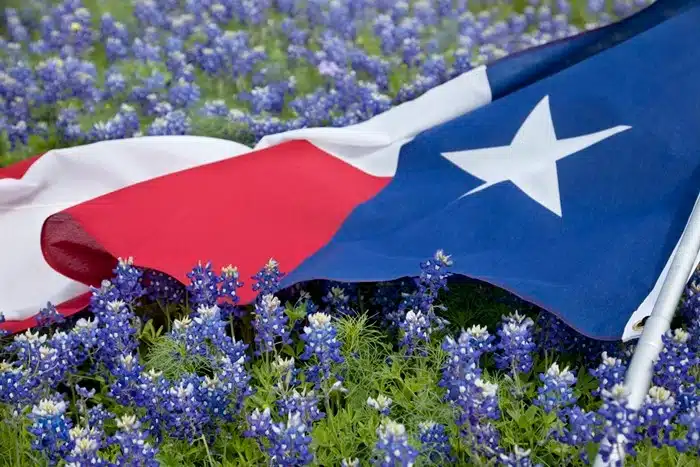 A Texas state flag draped across a vibrant field of blooming bluebonnet wildflowers in the Texas spring season