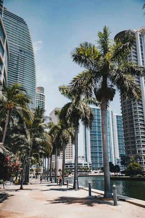 Palm tree-lined waterfront promenade in downtown Miami with modern glass skyscrapers on a sunny day