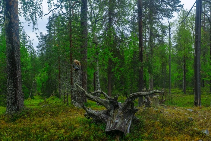 Rykimakero Trail through a lush green forest in Pyhä-Luosto National Park, Lapland