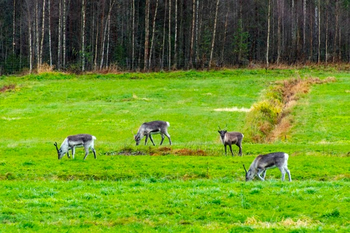 Reindeer grazing on a green summer field at a Lapland farm