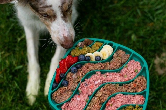 Dog eating fresh gourmet dog food with fruit on an anti-choking slow feeder plate outdoors