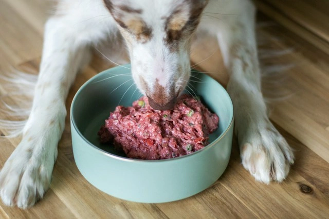 Dog eating raw dog food from a teal bowl on a wooden floor