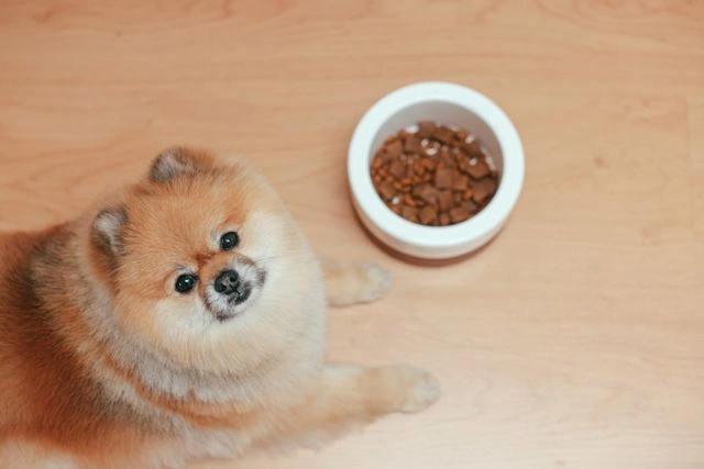 Pomeranian sitting next to a bowl of kibble dog food on a wooden floor
