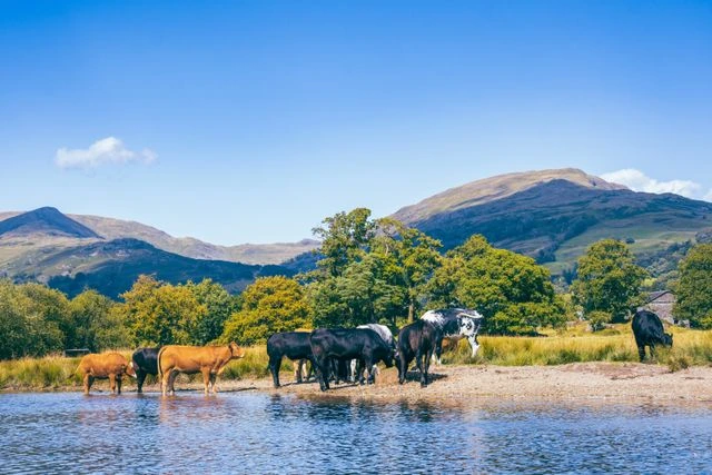 Herd of cows grazing by a lake in the Lake District, England, with rolling countryside hills in the background