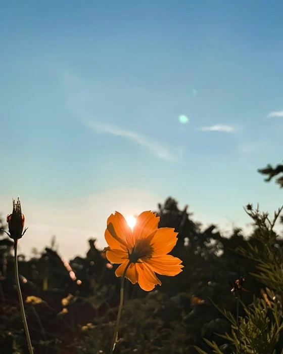 Orange flower glowing against a sunset sky, symbolizing the calm outlook that comes with inner peace
