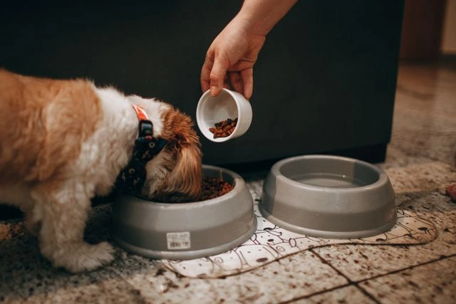 Hand pouring kibble into a dog's food bowl next to a water bow