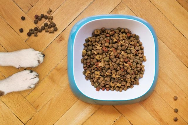 Dog food not owned by Nestlé or Mars in a blue and white bowl on a wooden floor with a dog's paws nearby