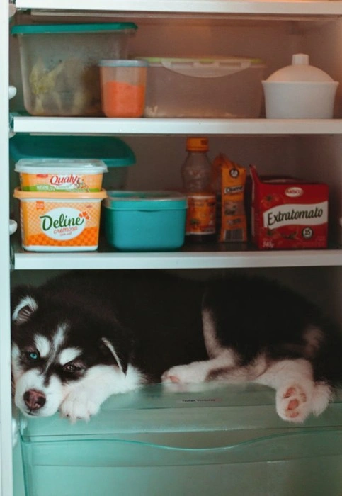 Husky puppy resting on a shelf inside a kitchen cabinet