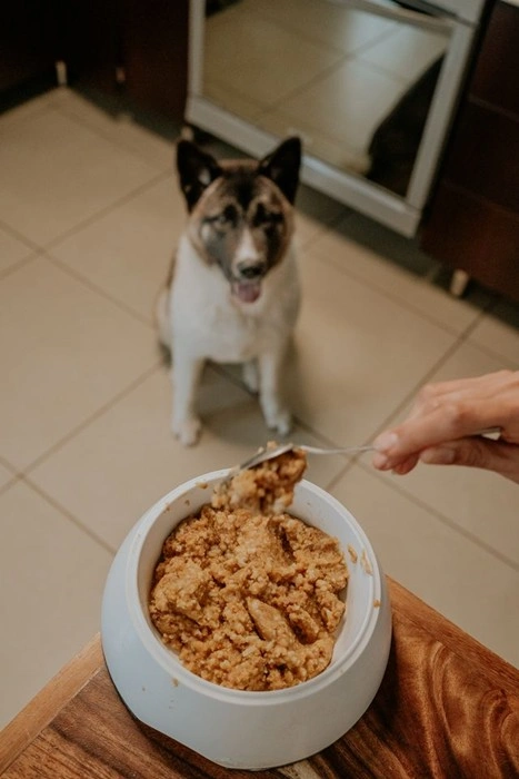Dog owner preparing pâté-style dog food in a bowl while dog watches