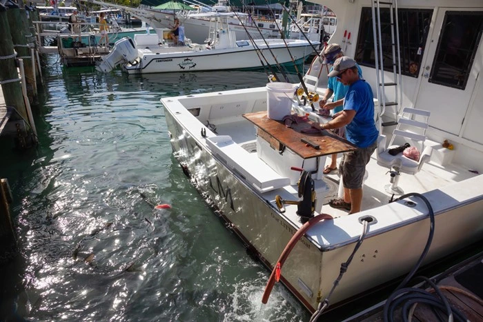 Fisherman cleaning his catch on a boat at a Florida fishing marina