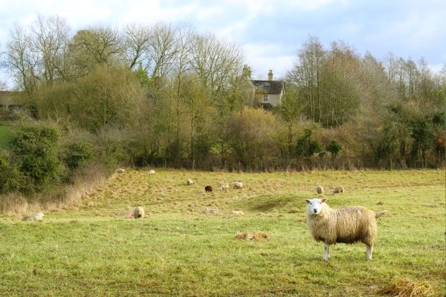 Sheep grazing in a quiet field with a country house nestled among bare trees in the English countryside