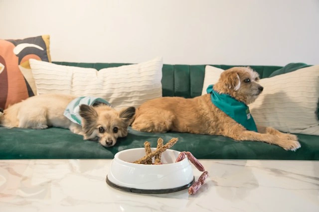 Two dogs on a green sofa with a bowl of jerky treats on the table