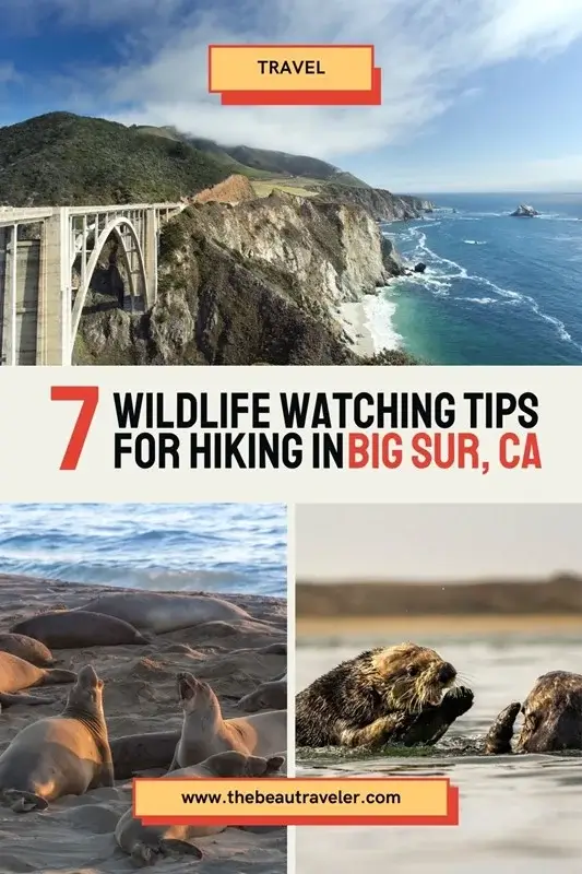 Big Sur Wildlife: 7 Tips for Hikers to See More Animals - The BeauTraveler