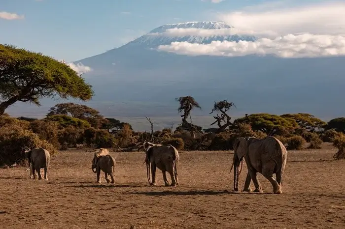Elephant herd walking across the savanna with snow-capped Mount Kilimanjaro rising above the clouds