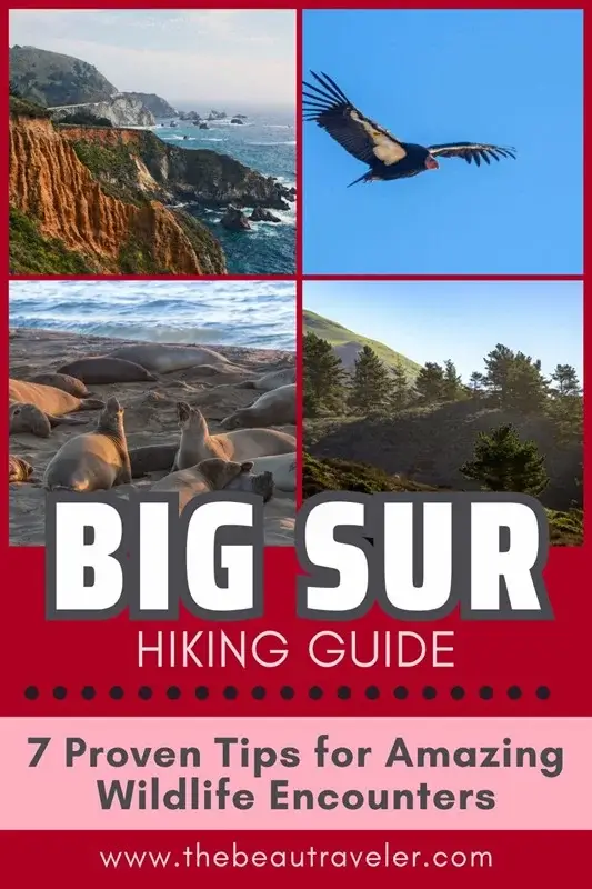Big Sur Wildlife: 7 Tips for Hikers to See More Animals - The BeauTraveler