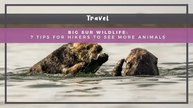 Big Sur Wildlife: 7 Tips for Hikers to See More Animals